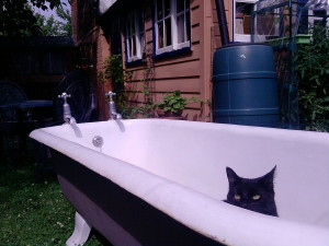 my_cat_in_a_bath_outside__by_tobyhs
